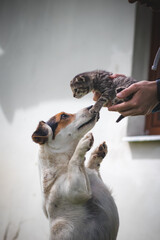 Striped kitten kisses his protective female dog, who defends him and follows him around the garden. Maternal bond. Innocence and affection. Licking the kitten. The frilly kitty