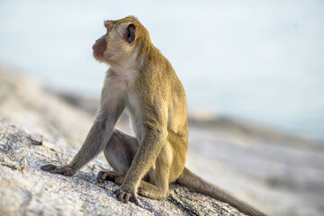Obraz premium Close-up background view of wild animals (monkeys), high mountain dwellings, live in fast moving groups, some species are preserved in the zoo for people to visit.
