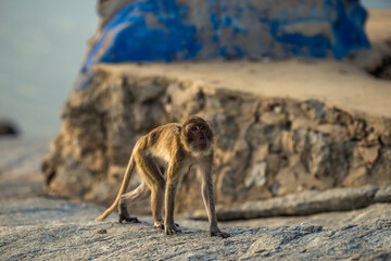 Close-up background view of wild animals (monkeys), high mountain dwellings, live in fast moving groups, some species are preserved in the zoo for people to visit.