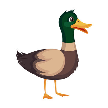 Mother or male mallard duck. Cute cartoon bird in cartoon style. Vector illustration on white background