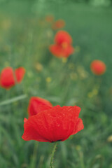 macro photography of small red flowers in the park, Natural background. Flowers background. Beautiful neutral colors..
