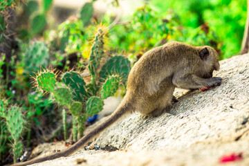 Close-up background view of wild animals (monkeys), high mountain dwellings, live in fast moving groups, some species are preserved in the zoo for people to visit.
