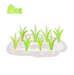 Rice plant  vector on white background.  