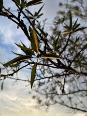 leaves of the mendal tree