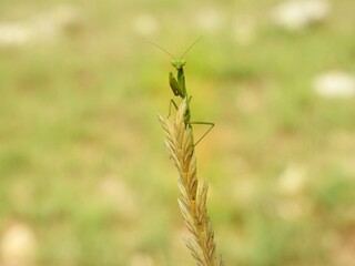 grasshopper on the grass