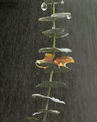 Transparent Cute Frog Avoiding rain by sitting below a tiny leaves.