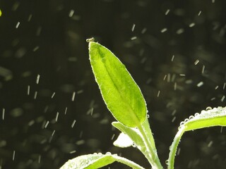 leaf with water drops