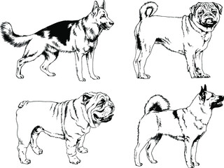 vector drawings sketches pedigree dogs and cats  drawn in ink by hand , objects with no background