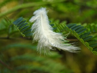 feather on grass