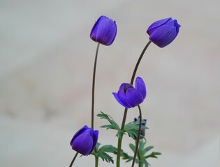 purple and yellow flowers