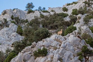 Mountain goats, arruis, in Sierra Espuña. Sierra Espuña is a mountainous massif with a dense...
