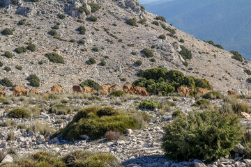 Fototapeta na wymiar Mountain goats, arruis, grazing in Sierra Espuña.Sierra Espuña is a mountainous massif with a dense forest mainly of pine trees, with an abundant flora and fauna located in the Region of Murcia, Spain