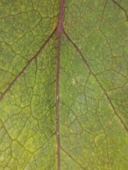 texture