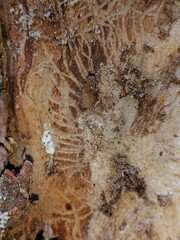 texture of the cave