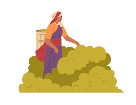 Indian Woman Farmer Picking Leaf Of Tea Plant, Collecting Them Into Basket. Farm Worker Working And Gathering Harvest On Plantation In India. Flat Vector Illustration Isolated On White Background