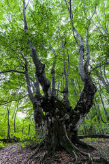 中島台レクリエーションの森