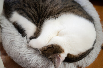 Fototapeta na wymiar 丸まって寝る猫　キジトラ猫