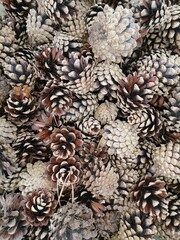 pine cones background