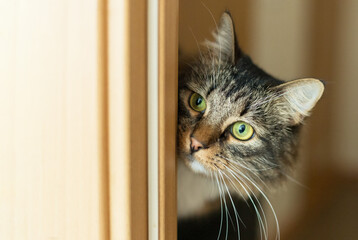 A fluffy brown tabby cat looks out from around the corner. He has green eyes and a big mustache, green eyes and a white chest. He is playful, watching someone.