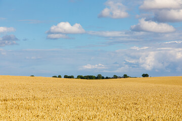 Agriculture field landscape of golden wheat