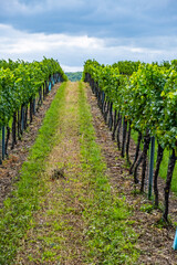 Fototapeta na wymiar green vineyard rows 