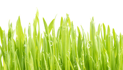 Fototapeta na wymiar green grass with dew drops isolated on white