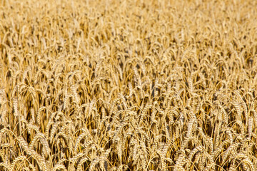Agriculture field landscape of golden wheat