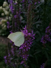 butterfly on flower