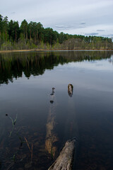 beautiful forester lakeside in summer