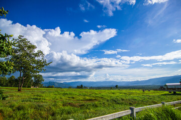 Countryside landscape, farm field and grass with grazing cows on 
pasture in rural scenery with country road, panoramic view