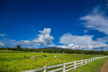 Fototapeta na wymiar Countryside landscape, farm field and grass with grazing cows on pasture in rural scenery with country road, panoramic view