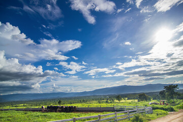 Countryside landscape, farm field and grass with grazing cows on 
pasture in rural scenery with country road, panoramic view