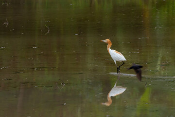 white egret standing in the rice field in the fields filled with water to find food there