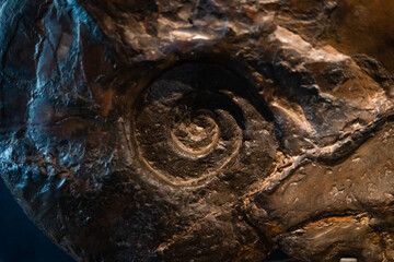 Ancient Ammonites fossil in rock