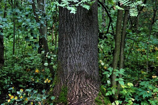 tree in the forest
