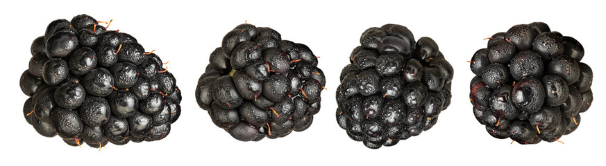 set of blackberry berry in water drops isolated on white