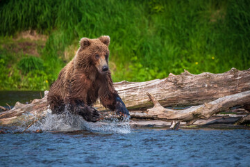 Kamchatka, a bear is chasing a sockeye fish in the lake, splashes in all directions.