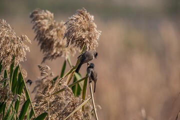White-spectacled Bulbul, (Pycnonotus xanthopygos) perched on thatch cane.