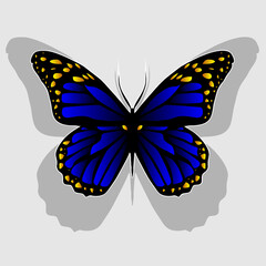 blue butterfly illustration
