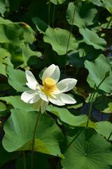 Lotus blanc en été