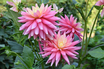 Dahlia rose en &eacute;t&eacute; au jardin
