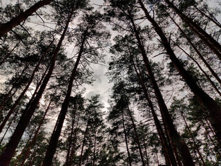 mighty pine trees stretch up against the overcast sky