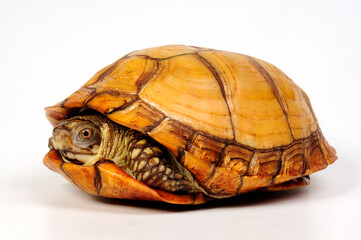 Common box turtle - female // Carolina-Dosenschildkröte - Weibchen (Terrapene carolina)