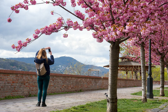 Sakura bloom in a city park, woman is taking picture with mobile phone