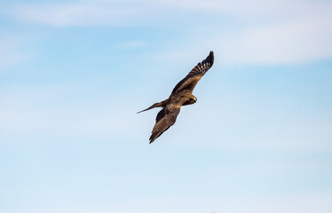 A black-eared kite soaring in search of prey in the clear blue sky over the shore of Lake Baikal. Milvus migrans lineatus.