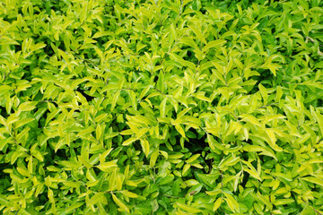 texture of golden tea tree