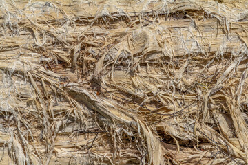 Fissured wood closeup