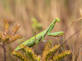 Green Praying mantis in the bush