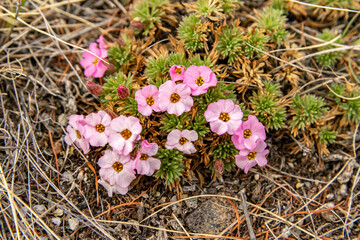 The first spring flowers on the shores of Lake Baikal. The flower is a pink saxifrage.
