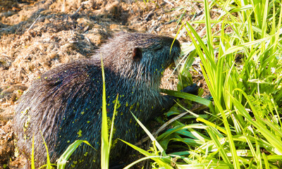 Myocastor coypus. Wild aquatic nutria coypu eats green grass on the shore of a swampy lake. Nutria search for food near the river